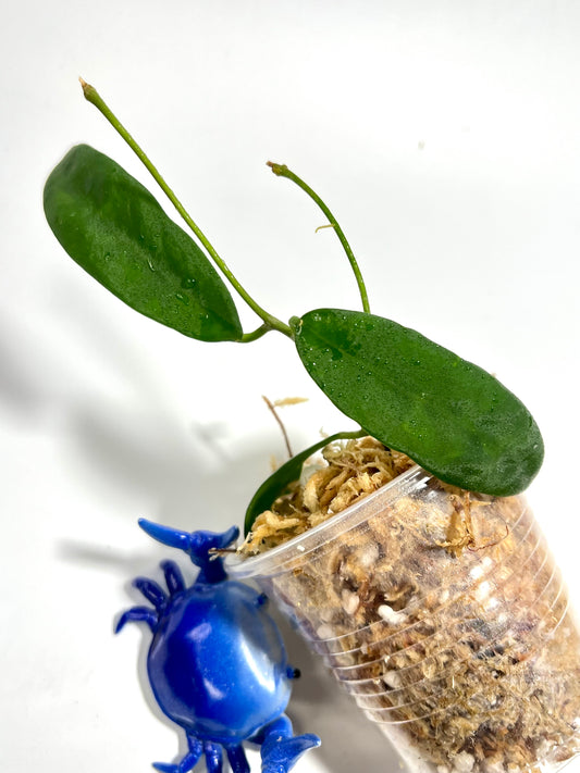 Hoya sp png sv 433 - Unrooted