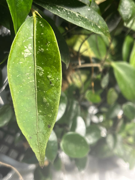 Hoya amicabilis - fresh cut - 1 node - unrooted