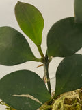Hoya carmelae - has roots
