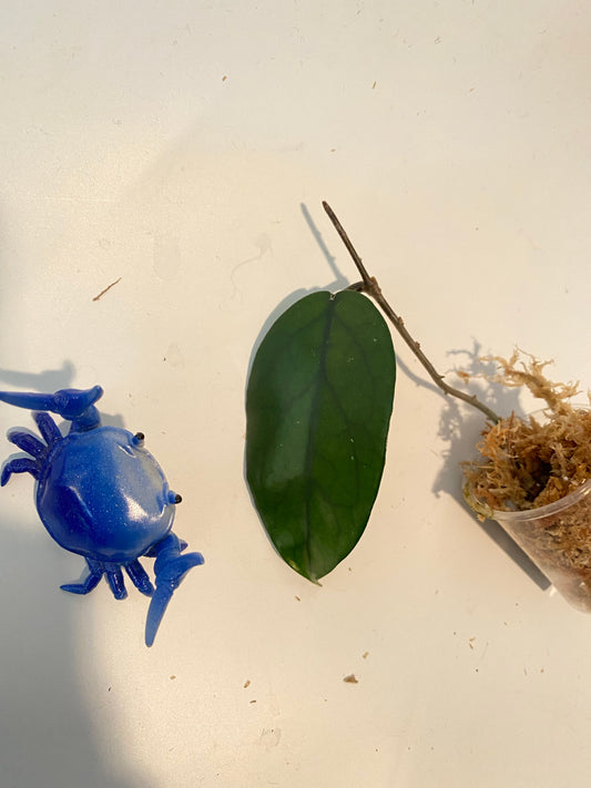 Hoya dasyantha - Unrooted