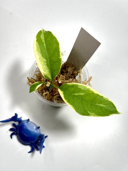 Hoya multiflora albo - Unrooted