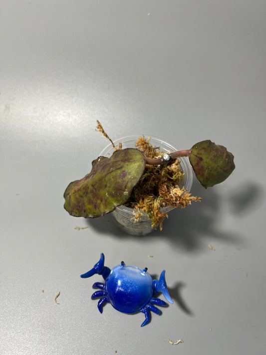 Hoya waymaniae borneo - Unrooted