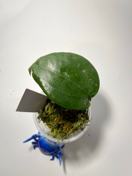 Hoya khao yai - Unrooted