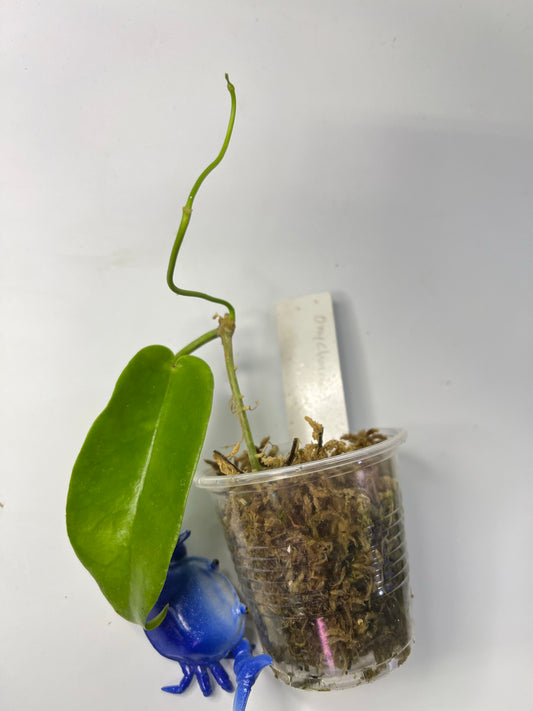 Hoya onychoides - active growth