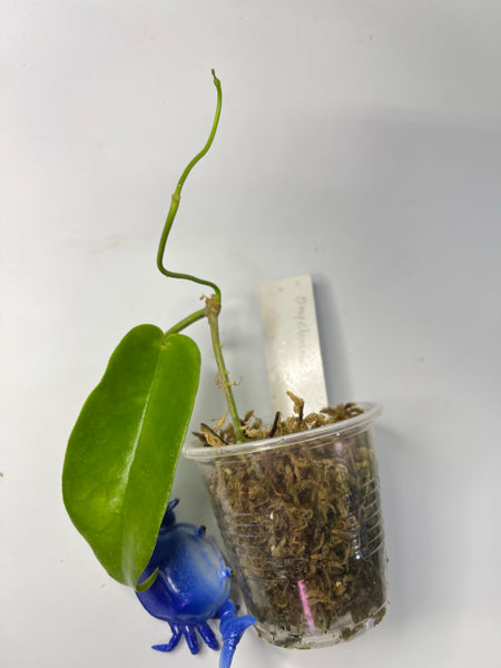 Hoya onychoides - active growth