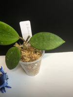 Hoya Hanhiae pink