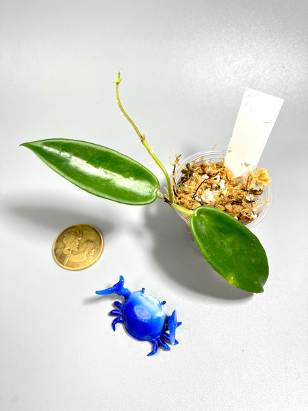 Hoya vangviengiensis - active growth