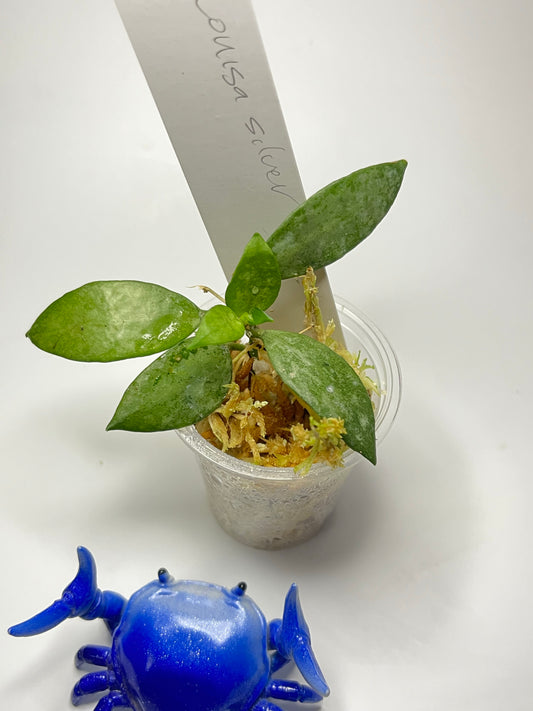 Hoya Louisa silver - has some roots