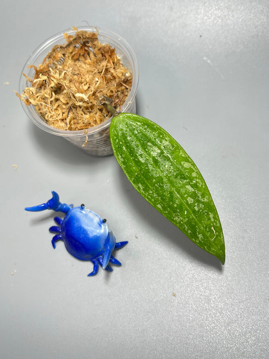 Hoya rangsan - Unrooted