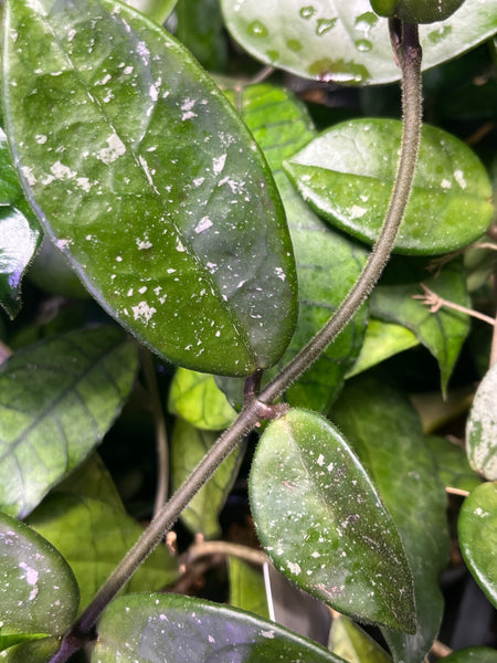Hoya carnosa french spot - fresh cut 1 node - Unrooted
