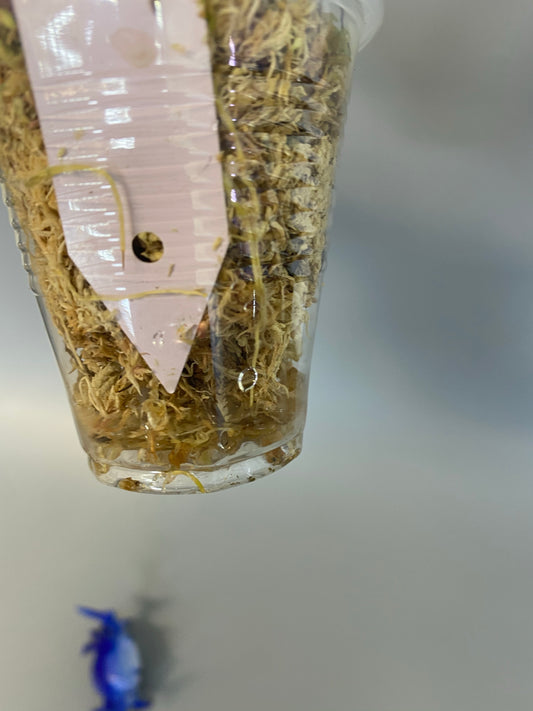 Hoya viola (deykeae x vitellina)