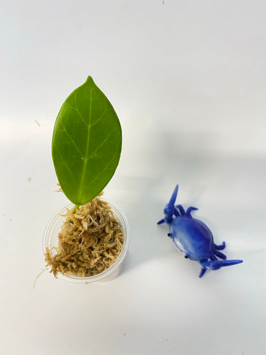 Hoya obscura - unrooted