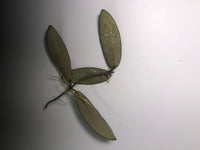 Hoya sigillatis