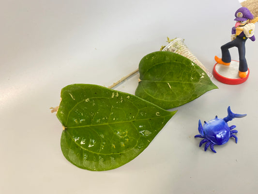 Hoya glabra - growth point emerging