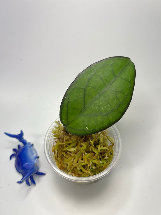 Hoya PMP 176 - joy x Jennifer - starting to root