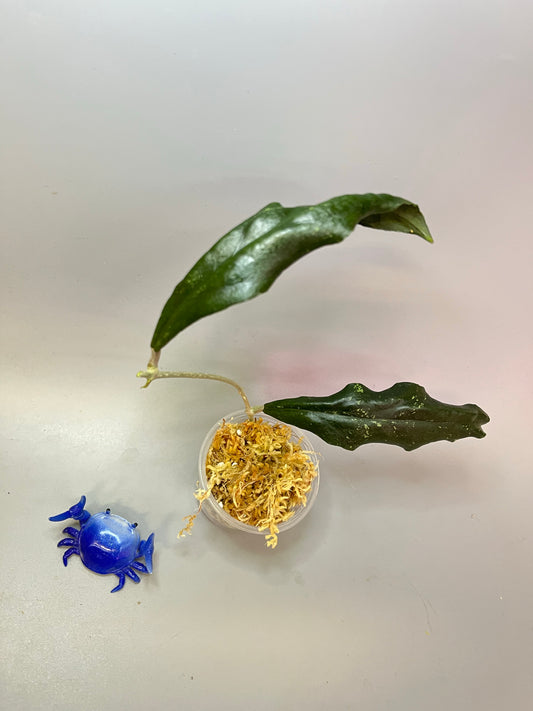 Hoya sp limbang - unrooted