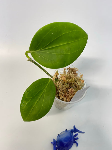 Hoya Hellwigiana - active growth