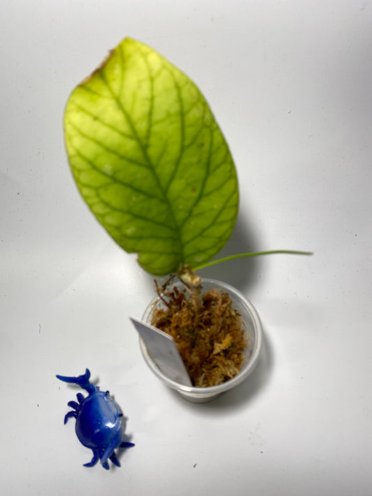 Hoya meredithii - active growth