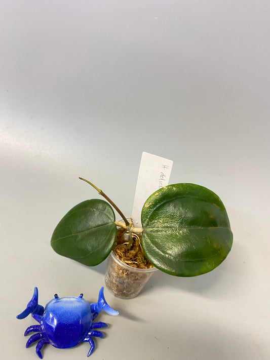 Hoya dolichosparte - active growth