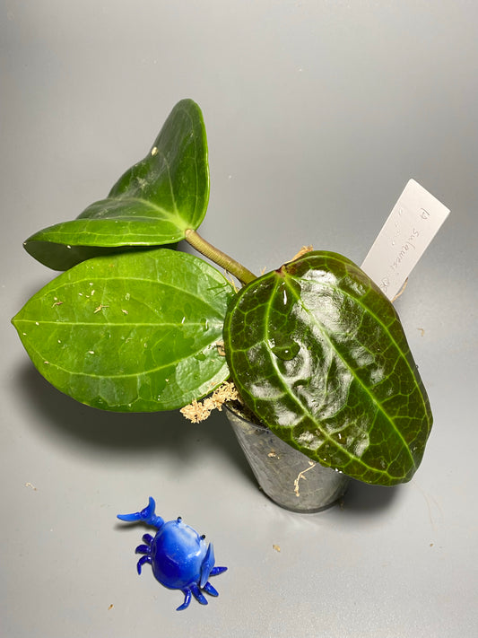 Hoya sulawesi GPS 8867 - has roots