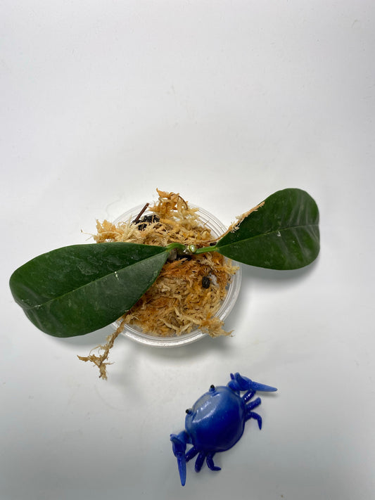 Hoya mappigera - unrooted