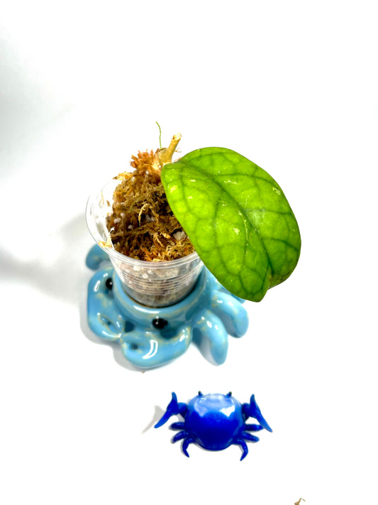 Reserved for Juli - Hoya sp gbl epc 260 - starting to root