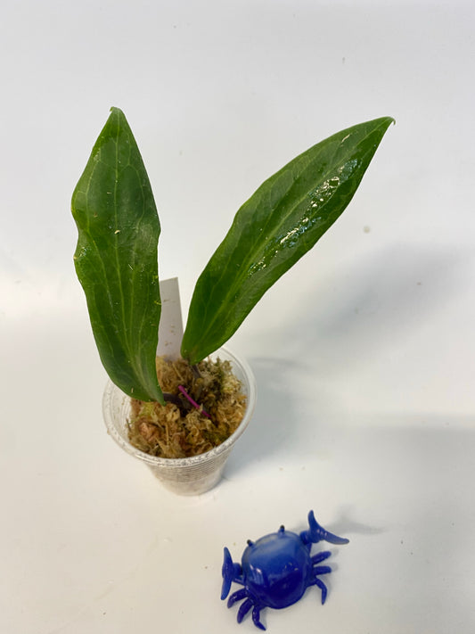 Hoya Benvergarai - has some roots