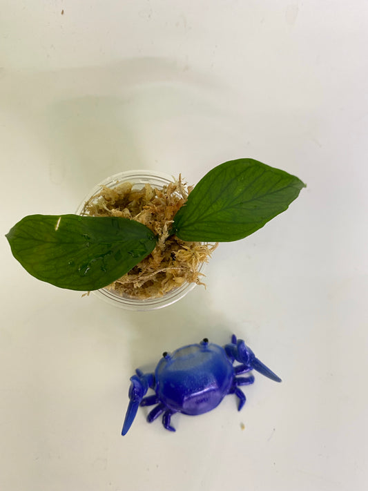 Hoya polyneura  - starting my to root