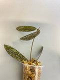 Hoya sigillatis - unrooted