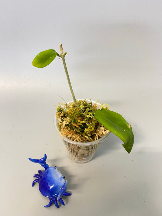 Hoya cagayanensis - rooted