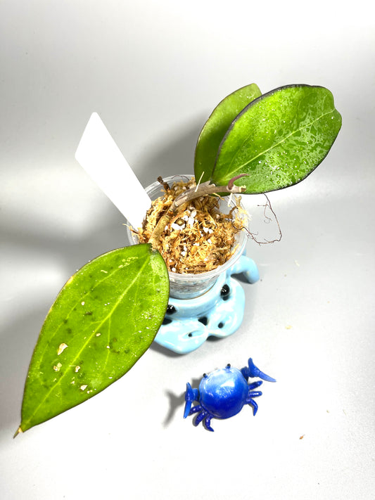 Hoya fusco marginata - starting to root