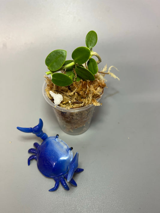 Free add on - Hoya cumingiana - Unrooted