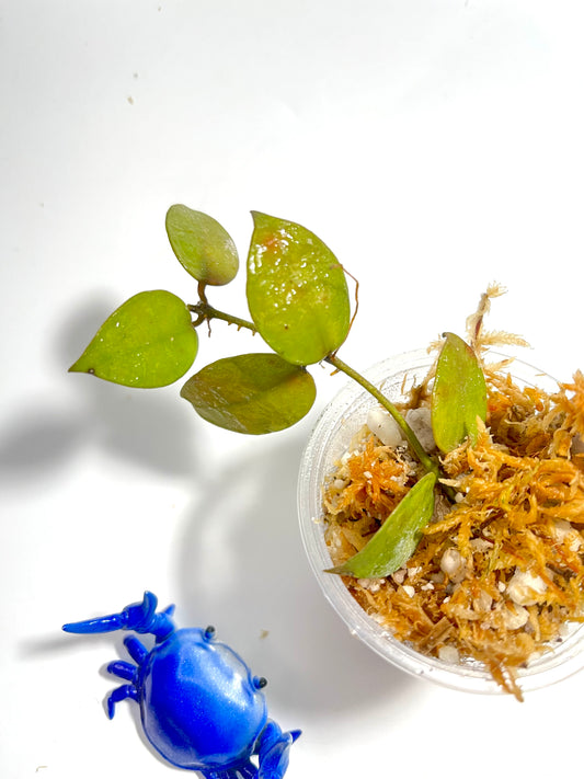 Hoya lacunosa Indonesia  - Unrooted