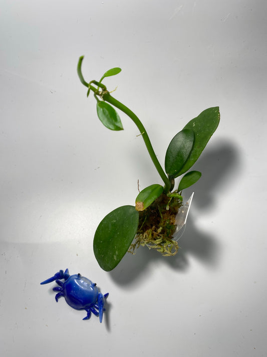 Hoya diversifolia crassipes - active growth