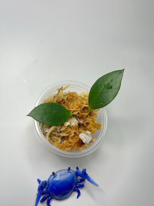 Hoya sp Ambon  - unrooted