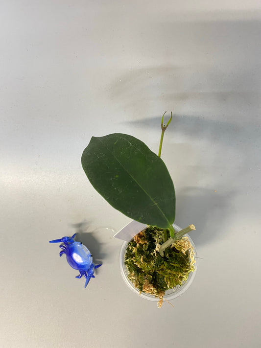 Hoya UT-030 - active growth point