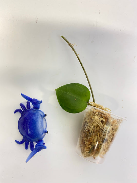 Hoya dolichosparte - starting to root