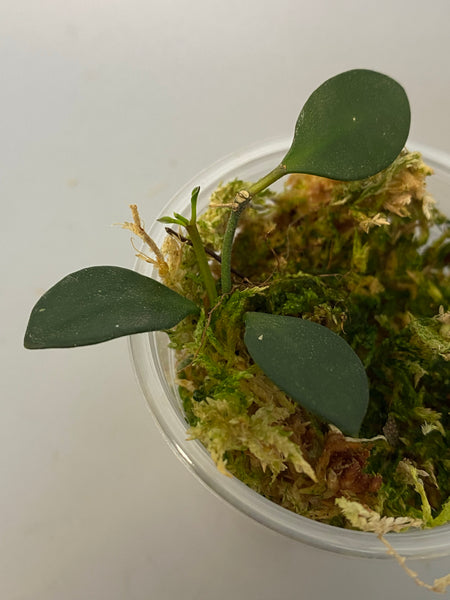 Hoya carmelae - has some roots