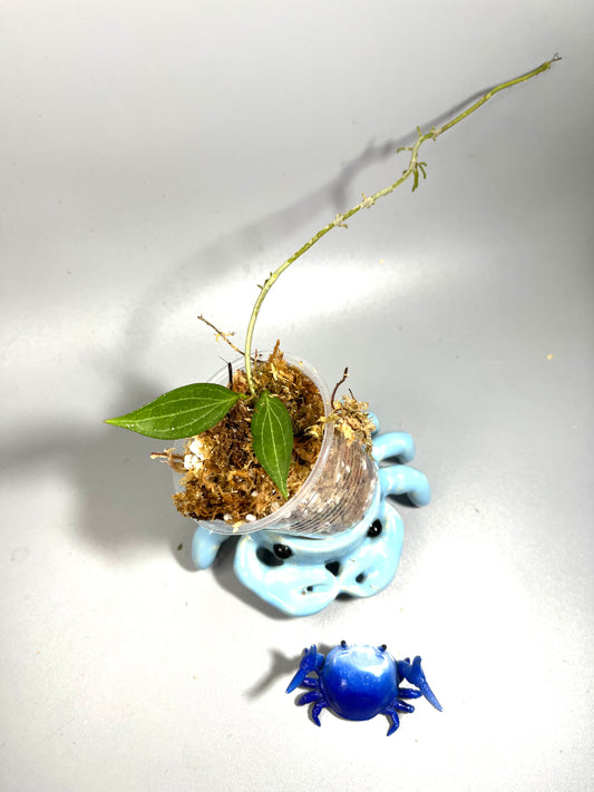 Hoya sp aff Hellwigiana - unrooted