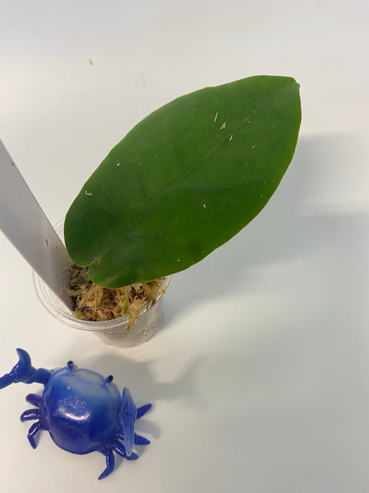 Hoya inflata - has some roots