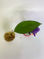 Hoya patcharawalai / Icensis - Unrooted