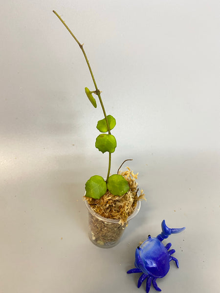 Hoya endauensis - Unrooted