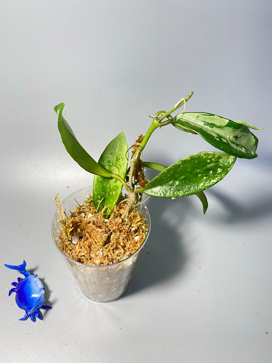 Hoya AH-074 silver clone- active growth