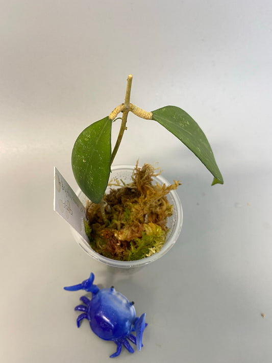 Hoya erythrostemma - big pink