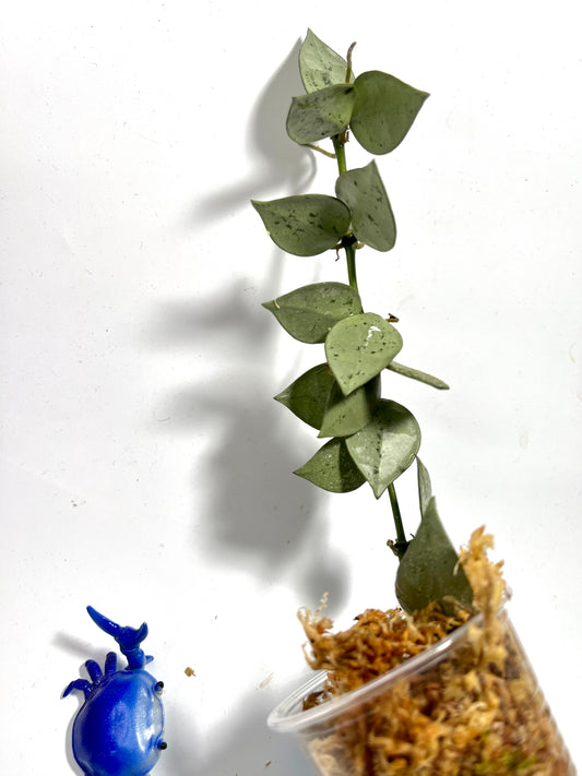 Hoya super silver krohniana (eskimo) - Unrooted