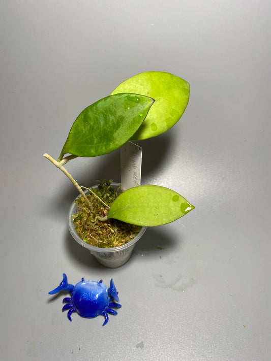 Hoya MB 1497 - (erythrina x MB 1141) - has some roots