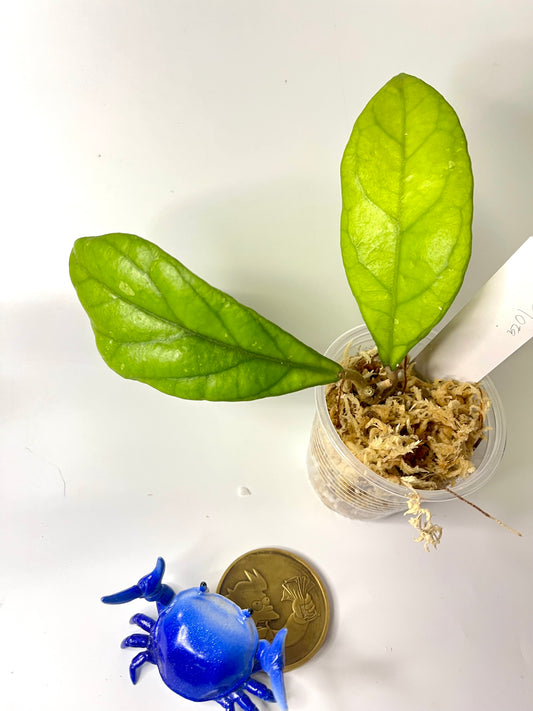 Hoya IML 1029 - Unrooted