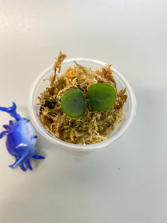 Hoya serpens with new growth emerging