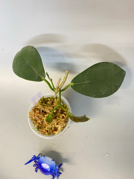 Hoya naumanii (australis x subcalva) with 2 growth points
