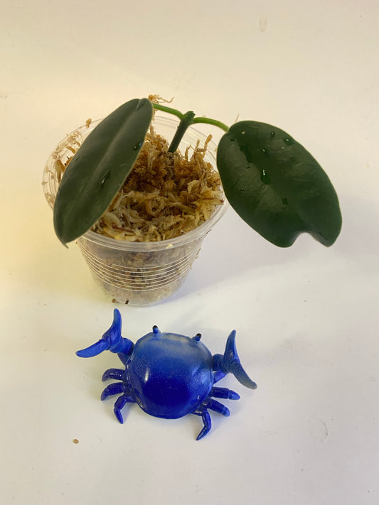 Hoya cv Monette - unrooted